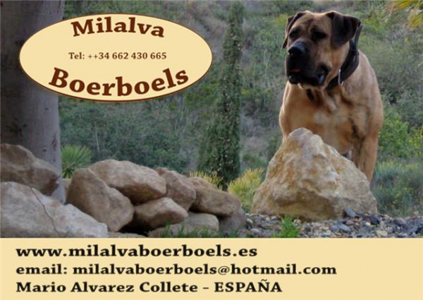 Boerboels
