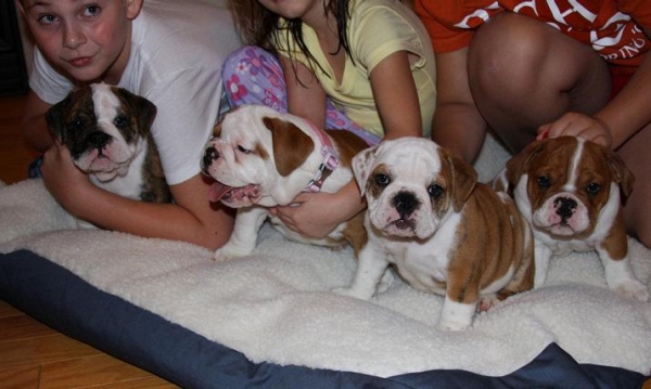 Engels Bulldog Puppies voor Verkoop