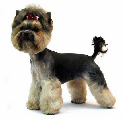 Trimsalon voor kleine honden rassen bij uw Thuis!